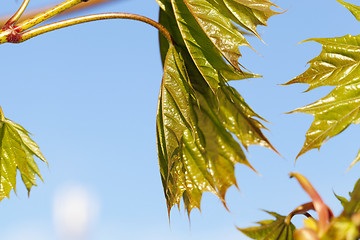 Image showing green maple leaves