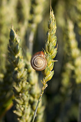 Image showing Field with cereal