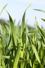 Image showing Field with cereal