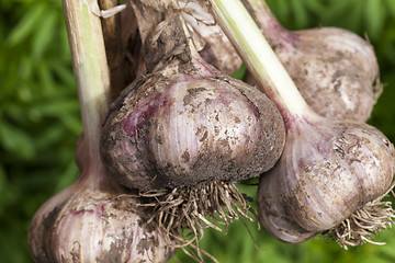 Image showing root of garlic, close-up