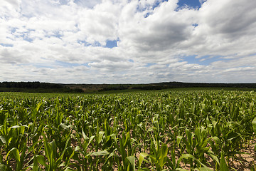 Image showing corn field, summer
