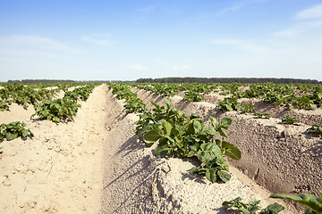 Image showing Potatoes in the field