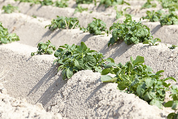 Image showing Agriculture, potato field