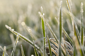 Image showing young grass plants, close-up