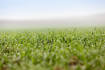 Image showing young grass plants, close-up