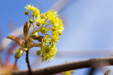 Image showing trees in the spring