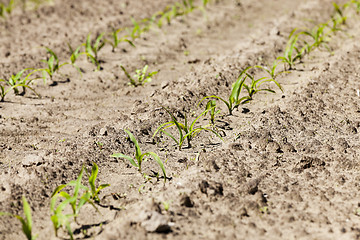 Image showing Field of green corn