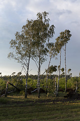 Image showing broken birch tree after a storm
