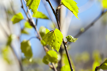 Image showing Young leaves of birch