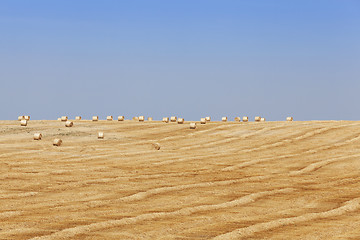 Image showing harvest of cereals