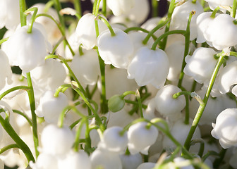Image showing Forest lily of the valley close-up