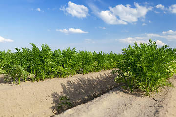 Image showing Field with carrot