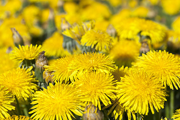 Image showing yellow dandelions in spring