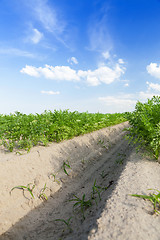 Image showing Field with carrot