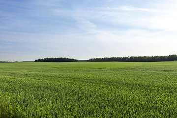 Image showing Field with cereal