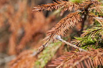 Image showing dried spruce, close-up