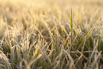 Image showing frost on the wheat