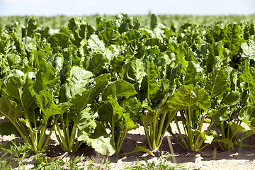 Image showing Field with sugar beet