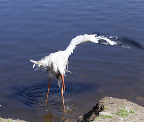 Image showing Stork without wing