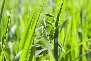 Image showing Field with cereal