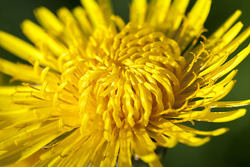 Image showing yellow dandelions in spring