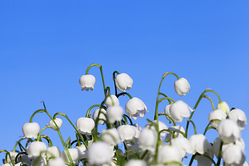 Image showing Forest lily of the valley close-up