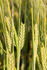 Image showing ripening cereals in the field