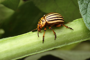 Image showing Colorado Potato Beetle