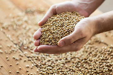 Image showing male farmers hands holding malt or cereal grains