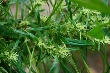 Image showing green marijuana plant