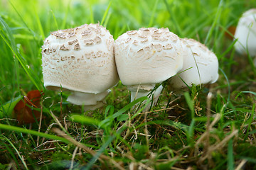 Image showing champignons in the grass