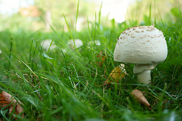 Image showing champignons in the grass