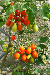 Image showing green plant with tomatoes