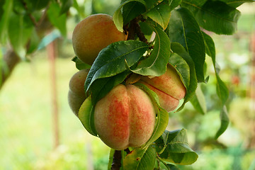 Image showing peach tree with fruits