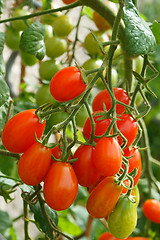 Image showing green plant with tomatoes