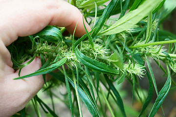 Image showing green marijuana plant
