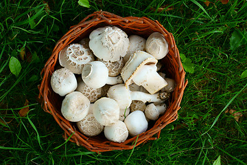 Image showing fresh white champignons