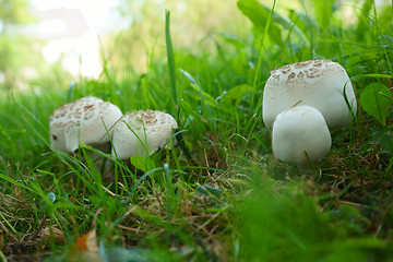 Image showing champignons in the grass