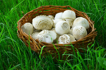 Image showing fresh white champignons