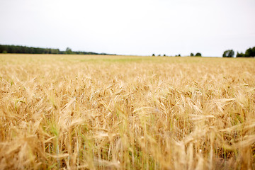 Image showing cereal field with spikelets of ripe rye or wheat