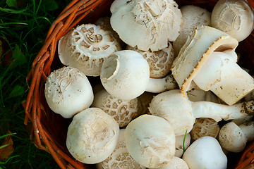 Image showing fresh white champignons