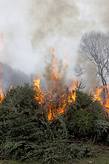 Image showing Outdoor burning fire and open flame on Fir Trees