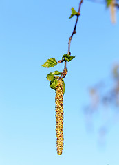 Image showing Young leaves of birch