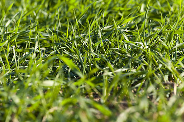 Image showing young grass plants, close-up