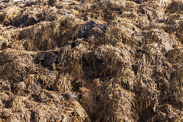 Image showing are landed in a pile of manure