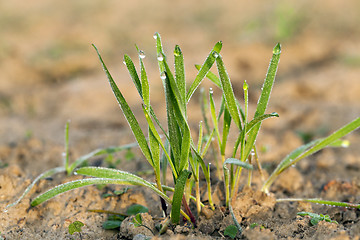 Image showing young grass plants, close-up