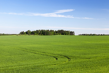 Image showing Field with cereal