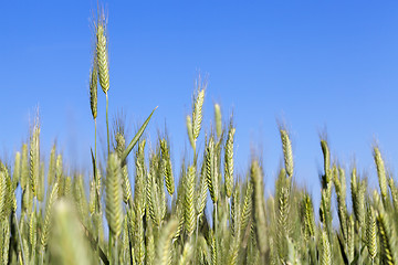 Image showing Field with cereal