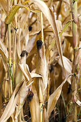 Image showing mature corn crop