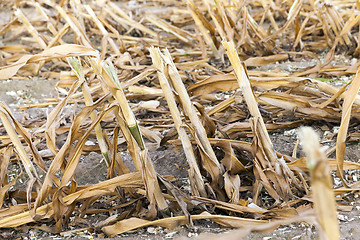 Image showing harvested mature corn